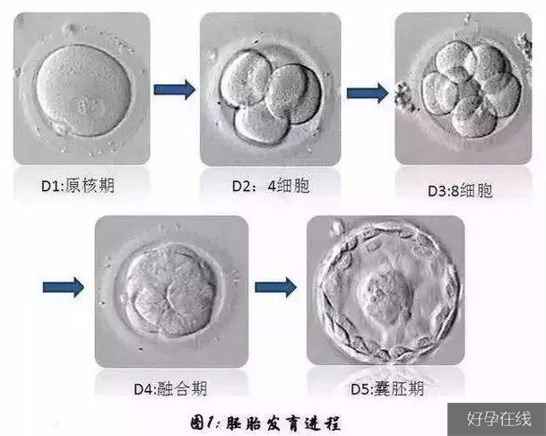 胚胎发育流程图