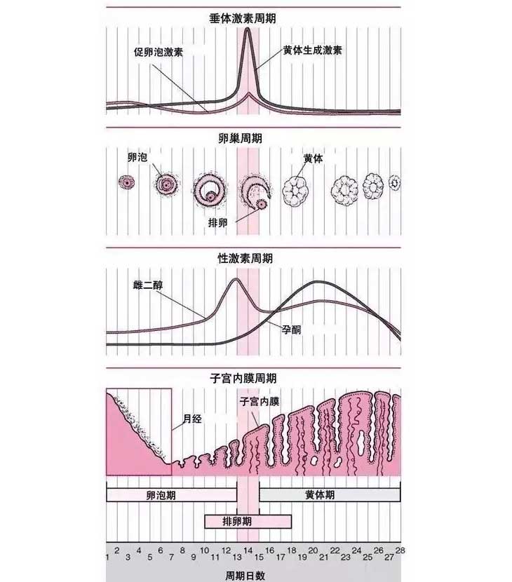 性激素六项与卵巢功能中间的关联