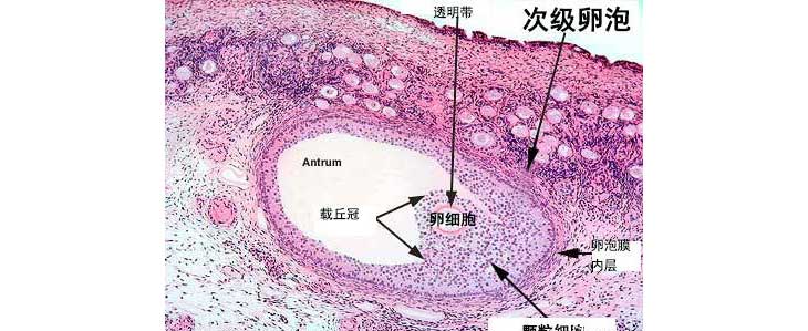 LH和FSH会影响到卵子的生长发育