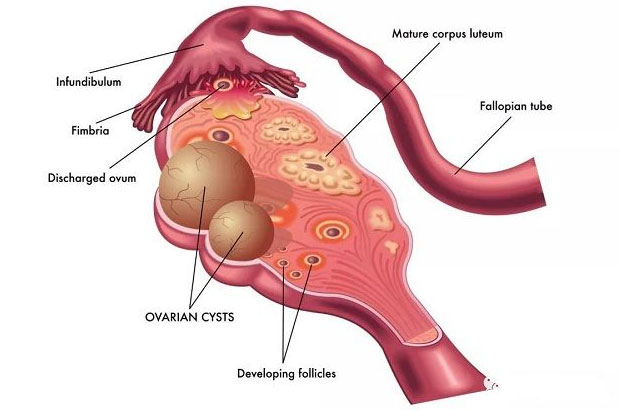卵巢生理学框架图