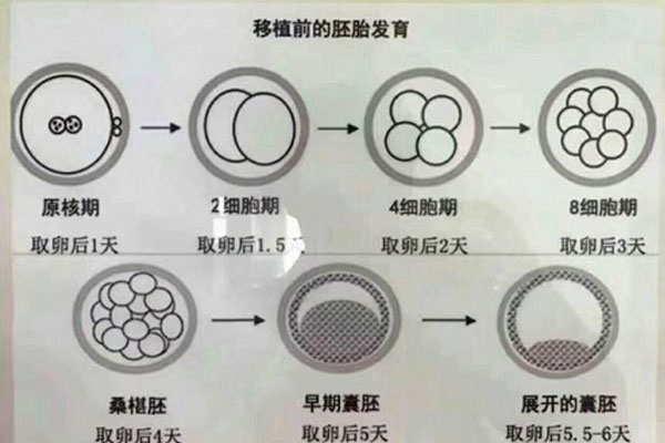 移植前的胚胎发育过程