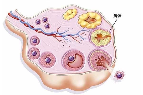 促黄体生成素的作用