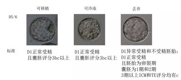 D5/6可移植、可冷冻和丢弃胚胎的标准